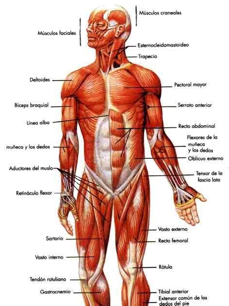 Huesos, musculos y articulaciones.: ¿Que es un musculo?
