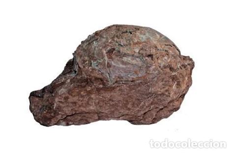 huevo fósil de segnosaurus  dinosaurio    Comprar Fósiles ...