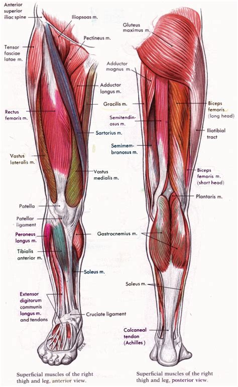Human Anatomy and Physiology Diagrams: legs muscle diagram ...