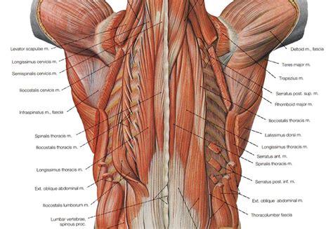 Human Anatomy Back Muscles | www.imgkid.com   The Image ...
