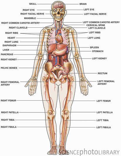 Human anatomy | nursing | Pinterest | Anatomía, Cuerpo ...