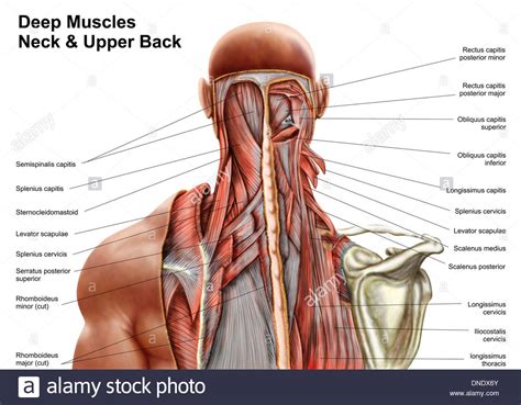 Human anatomy showing deep muscles in the neck and upper ...