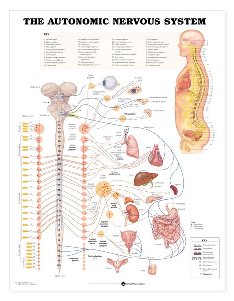 Human Autonomic Nervous System Anatomical Chart   Anatomy ...