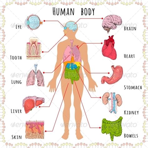 Human Body Medical Demographic by macrovector | GraphicRiver