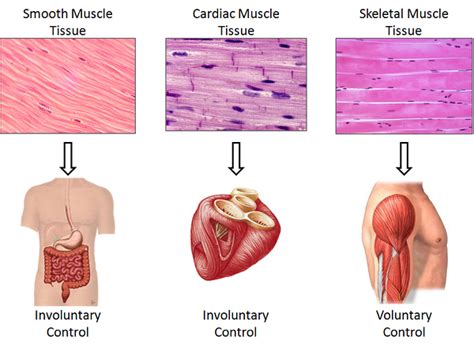 Human Body Muscles | Know It All