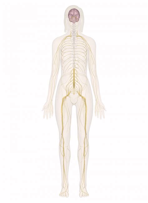 Human Body Nervous System   Human Anatomy Charts