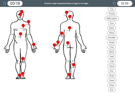 Human Body parts. Partes del cuerpo humano en inglés ...