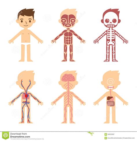 Human Body Systems For Kids