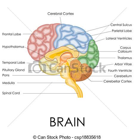 Human brain anatomy. Vector illustration of diagram of ...
