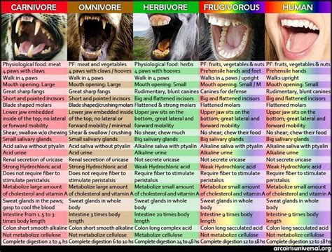 Human Canine Teeth are Designed to Eat Meat?