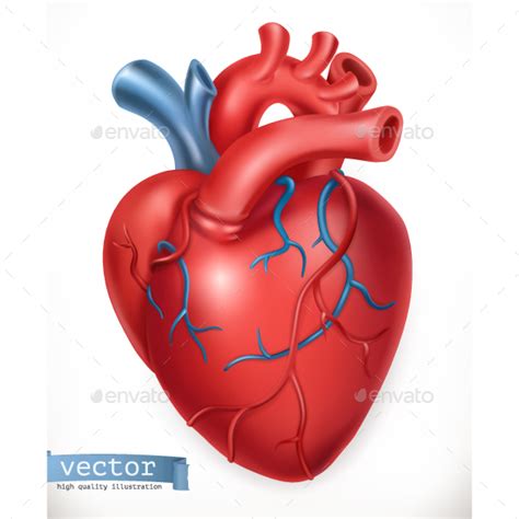 Human Heart by Allevinatis | GraphicRiver