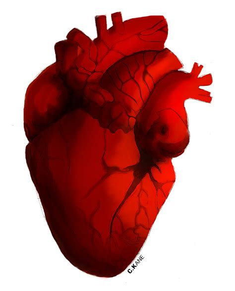 Human Heart by YuYuCat on DeviantArt