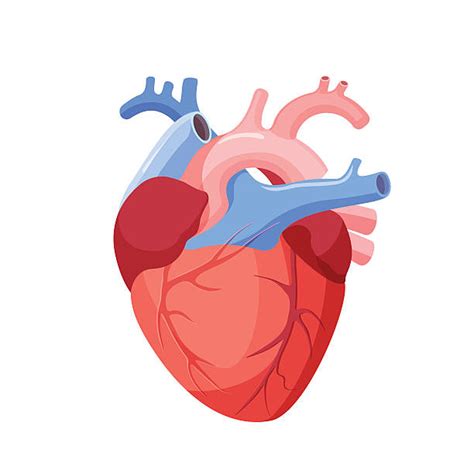 Human Heart Clip Art, Vector Images & Illustrations   iStock