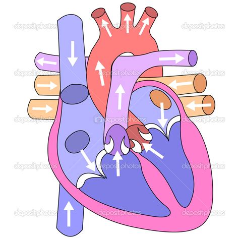 Human Heart Diagram Related Keywords   Human Heart Diagram ...