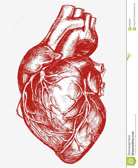 Human Heart Drawing Line Work Stock Vector   Image: 56626807