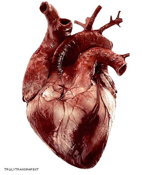 human heart gifs | WiffleGif