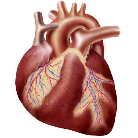 Human heart   Illustration@Science Art.Com