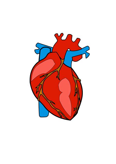 Human Heart Png | www.imgkid.com   The Image Kid Has It!