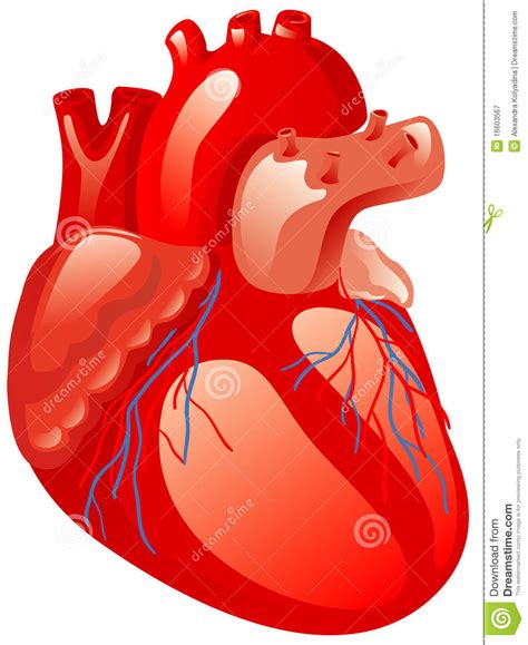 Human Heart Royalty Free Stock Photography   Image: 16603567