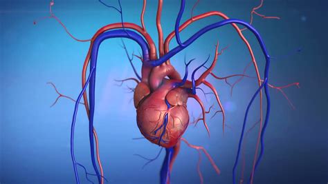 Human Heart Stock Footage Video | Shutterstock