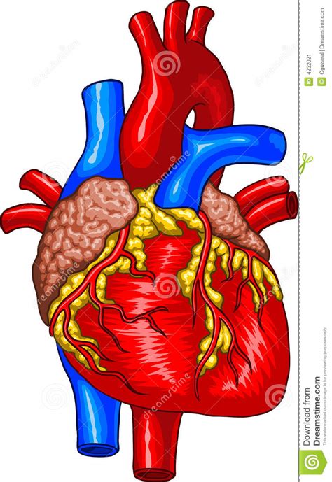 Human Heart Stock Image   Image: 4232021