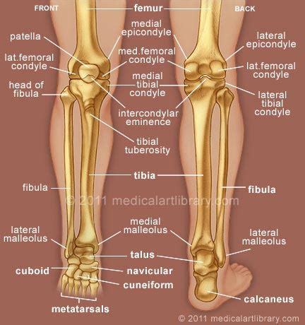 human leg and foot skeleton image | ... Lateral Meniscus ...