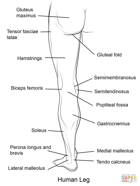 Human Leg Back View coloring page | Free Printable ...