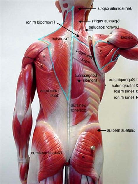 Human Lower Back Muscles Anatomy Photo | muscles | Pinterest