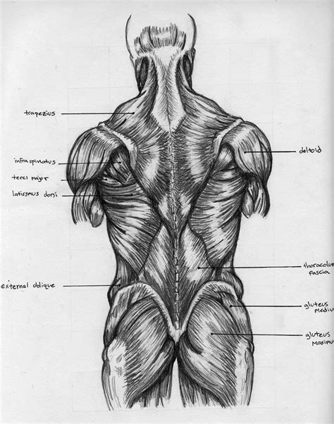 Human Lower Back Muscles