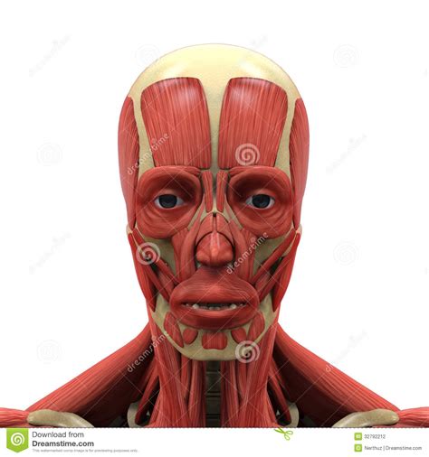 Human Muscle Anatomy Face Human face anatomy | inspiration ...