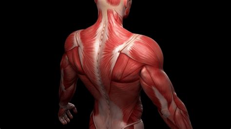 Human muscles from stem cells: Advance could aid research ...