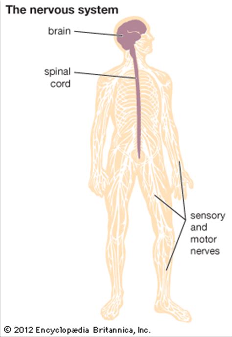 Human Nervous System For Kids