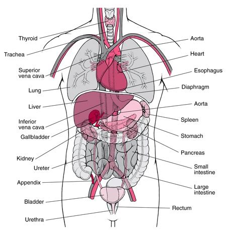 Human Organ Locations | New Calendar Template Site