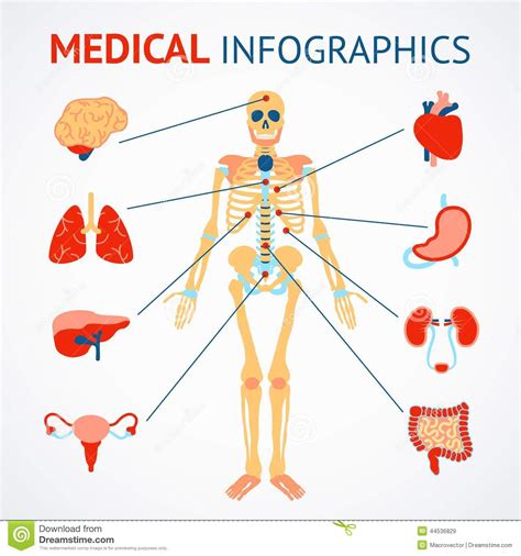 Human organs infographic stock vector. Illustration of ...