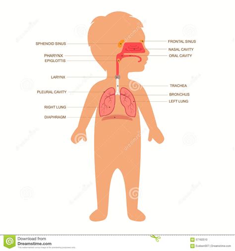 Human Respiratory System Anatomy, Stock Vector ...