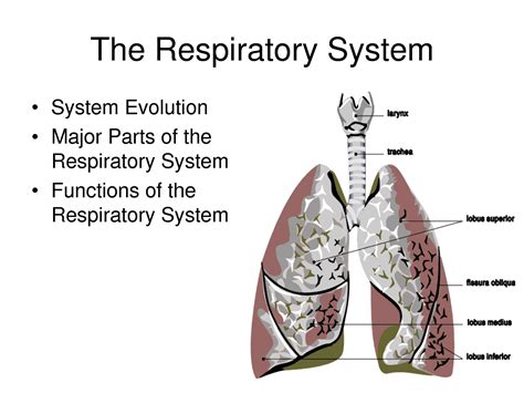 [ Human Respiratory System Parts And Functions Circulatory ...