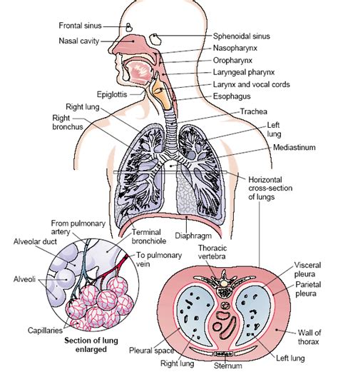 Human Respiratory System Parts And Functions