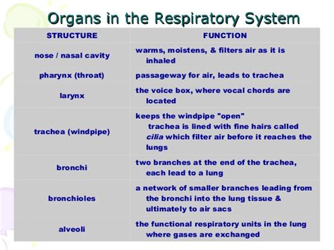 Human Respiratory System Parts And Functions