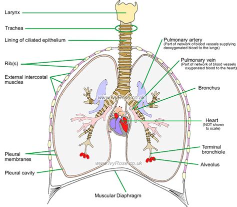 Human Respiratory System Parts And Functions