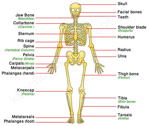 Human Skeletal System | Human body facts   skeleton ...