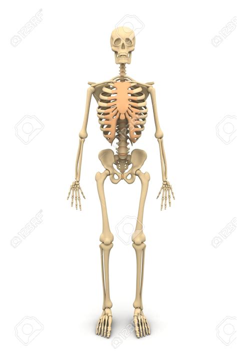 Human Skeleton Diagram No Labels