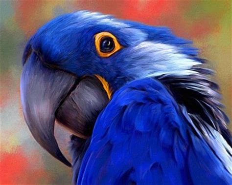 Hyacinth Macaws | Birds of Eden Free Flight Sanctuary ...