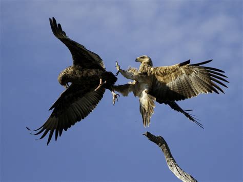 i Found Africa   Birds of prey fighting  Dana Allen