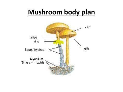 I kingdom fungi –characteristics & reproduction 2016