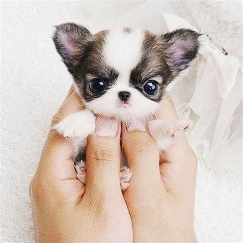 I love this puppy it s ADORABLE!!!!! | Too Cute ...