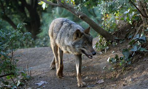Iberian wolf | Drupal