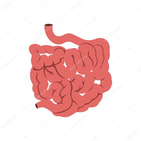 Icono de intestino delgado — Archivo Imágenes Vectoriales ...