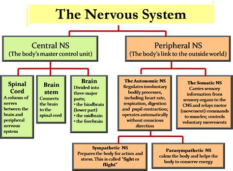 ICSE Solutions for Class 10 Biology   The Nervous System ...