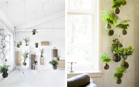 | Ideas para decorar con plantas