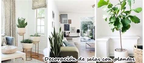 Ideas para decorar tu sala con plantas | Decoracion de ...